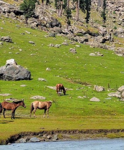 Nafran Valley Trek