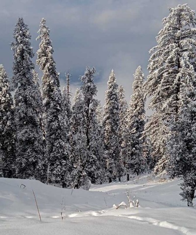 Kedarkantha Trek