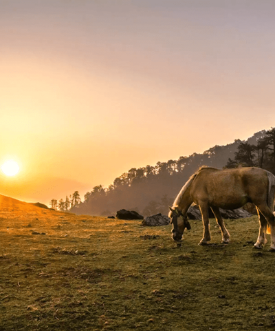 Dayara Bugyal Trek